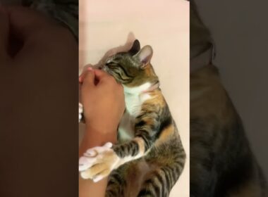 #cat #kitten #cute #chat #catlovers #cute #explore