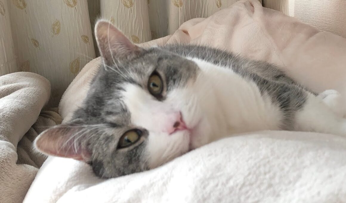 【宣伝】◯◯デビュー？！#shorts