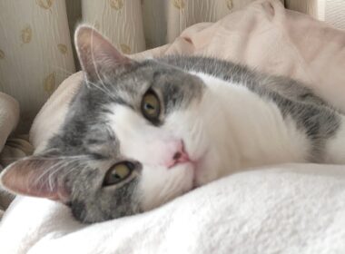 【宣伝】◯◯デビュー？！#shorts