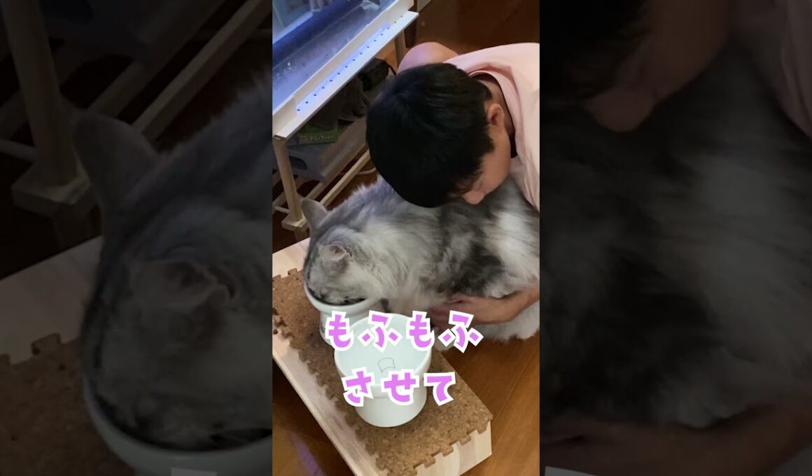 朝、学校へ行く少年を見守る大型猫。行ってくるね#メインクーン#shorts