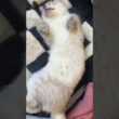シャムの子ネコ雫ちゃん。あおむけ幽霊ポーズ