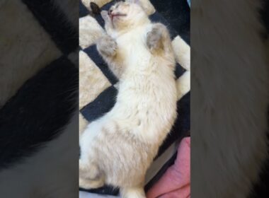 シャムの子ネコ雫ちゃん。あおむけ幽霊ポーズ