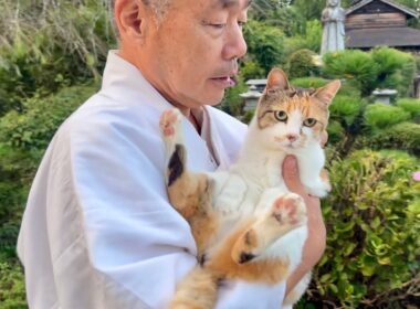 住職とのお散歩が大好きなミー子がかわいい！