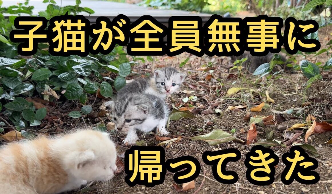 【再会】無事に帰ってきた子猫が可愛いすぎる