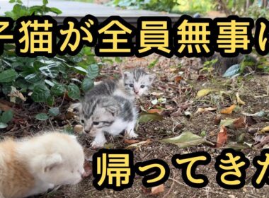 【再会】無事に帰ってきた子猫が可愛いすぎる