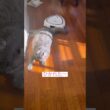 やられたー #ねこ動画 #アメリカンカール #catshorts