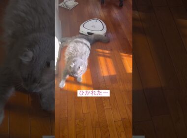 やられたー #ねこ動画 #アメリカンカール #catshorts
