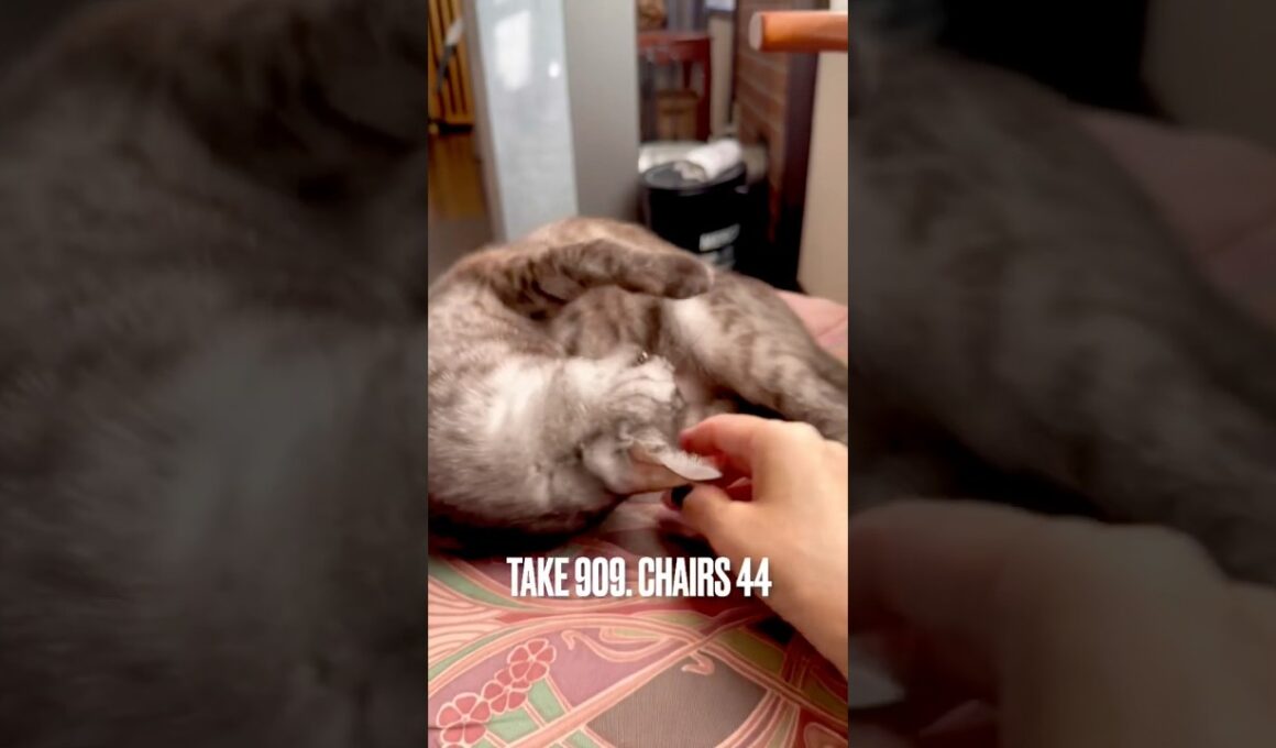 #秋の日差しが気持ちいい #朝寝猫 #寝たふりですか #薄目を開ける猫 #にゃんもないと #egyptianmaucat #エジプシャンマウ #エジプシャンマウスモーク #shorts