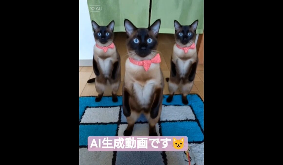 ちょこさん達にダンスしてもらいました😸 #シャム猫 #たぬき猫 #ai生成動画