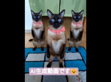ちょこさん達にダンスしてもらいました😸 #シャム猫 #たぬき猫 #ai生成動画
