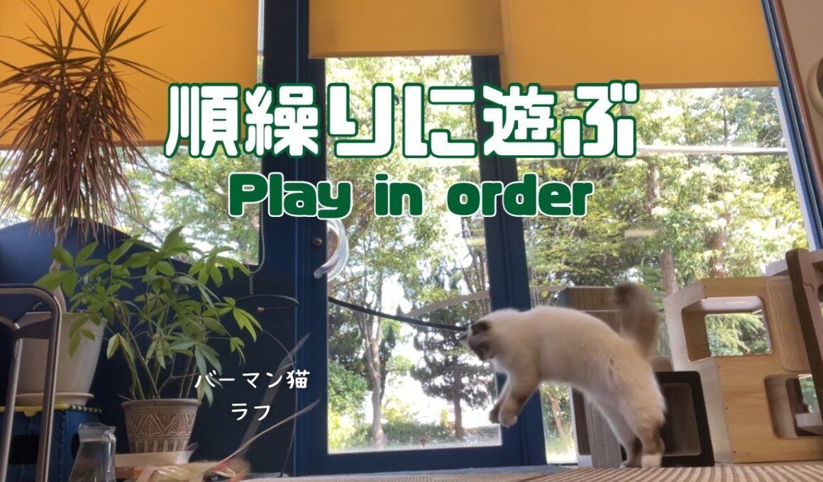 バーマン猫ガブとラフとウリ【順繰りに遊ぶ】Play in order（バーマン猫）Birman/Cat