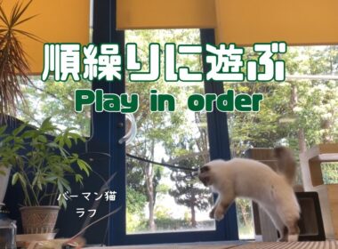 バーマン猫ガブとラフとウリ【順繰りに遊ぶ】Play in order（バーマン猫）Birman/Cat