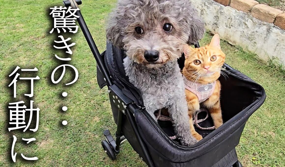 秋になり子猫と犬達で庭をお散歩したらこうなっちゃいました...