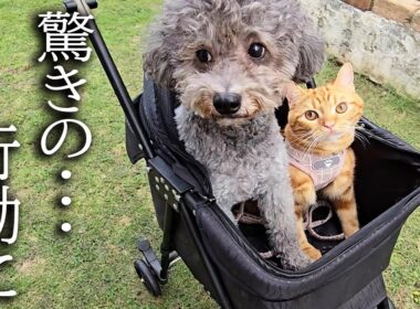 秋になり子猫と犬達で庭をお散歩したらこうなっちゃいました...