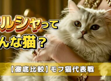 【貴族の猫？！】ペルシャの気品あふれる魅力を徹底解説！同じモフモフ猫のサイベリアンと比べると意外な結果！