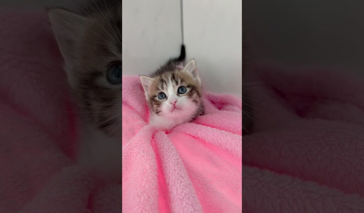 短足マンチカン男の子🩷 【お問合せ詳細は説明欄に記載あります】 #スクーカム #ブリーダー直販 #マンチカン #ミヌエット #ラパーマ #子猫 #子猫販売 #猫 #猫のいる暮らし #猫動画