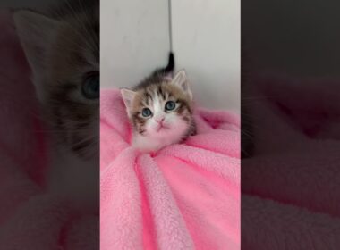 短足マンチカン男の子🩷 【お問合せ詳細は説明欄に記載あります】 #スクーカム #ブリーダー直販 #マンチカン #ミヌエット #ラパーマ #子猫 #子猫販売 #猫 #猫のいる暮らし #猫動画