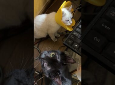 左目が結膜炎になったシャムの子ネコ雫に、アニマルカラーをしたら、大暴れ。キジシロのルル、黒猫姉妹くー、黒夢が駆けつけ、なんだ、この生き物は！