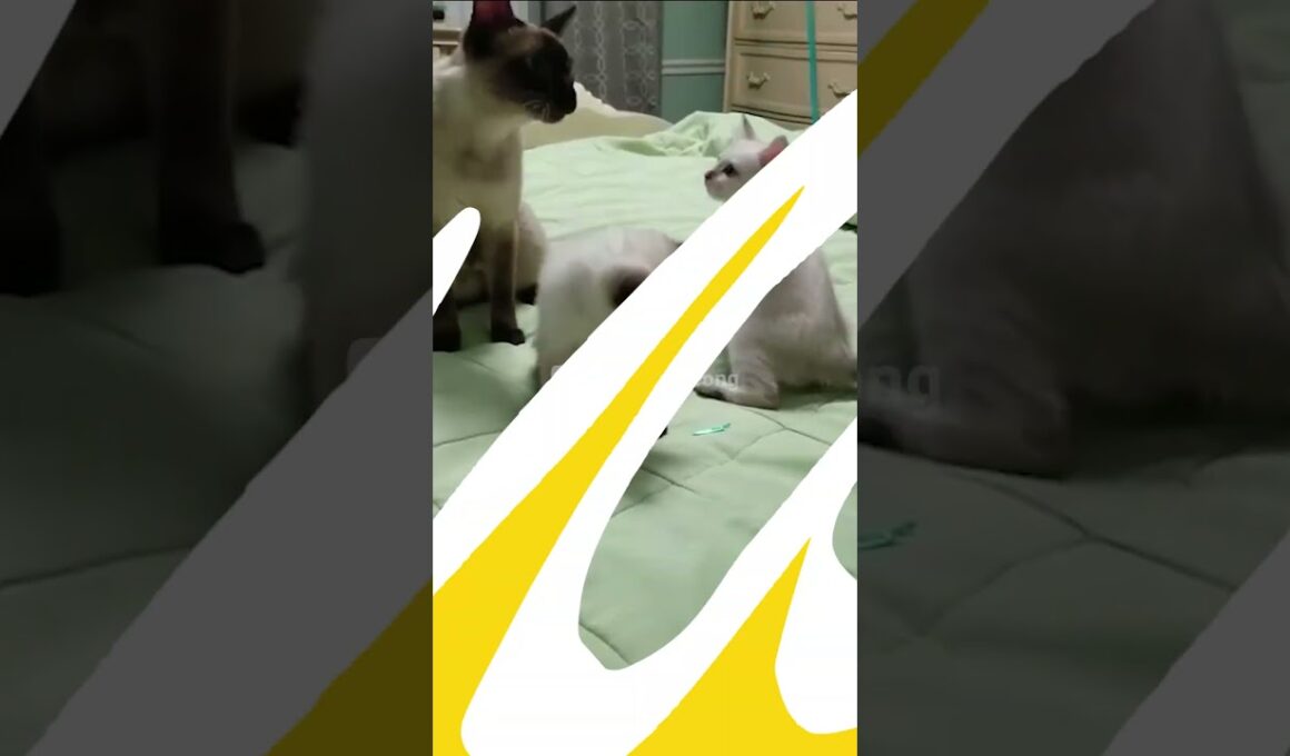 7 Ras Kucing yang Memiliki Ekor Pendek