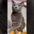 【ロシアンブルー】今朝のめろん..カラスには負けにゃい😼🍈【猫】#shorts