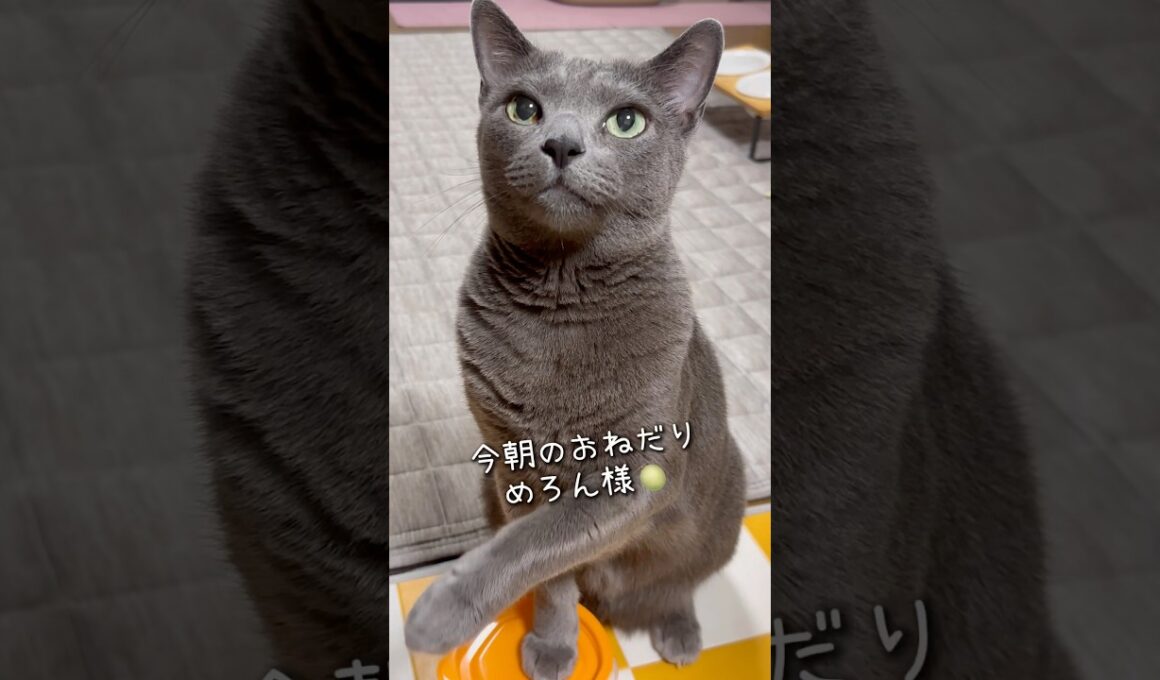 【ロシアンブルー】今朝のめろん..カラスには負けにゃい😼🍈【猫】#shorts