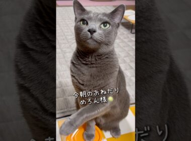 【ロシアンブルー】今朝のめろん..カラスには負けにゃい😼🍈【猫】#shorts