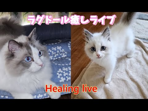 ラグドールの癒し無人ライブ㉔【ループ】#cat#癒し