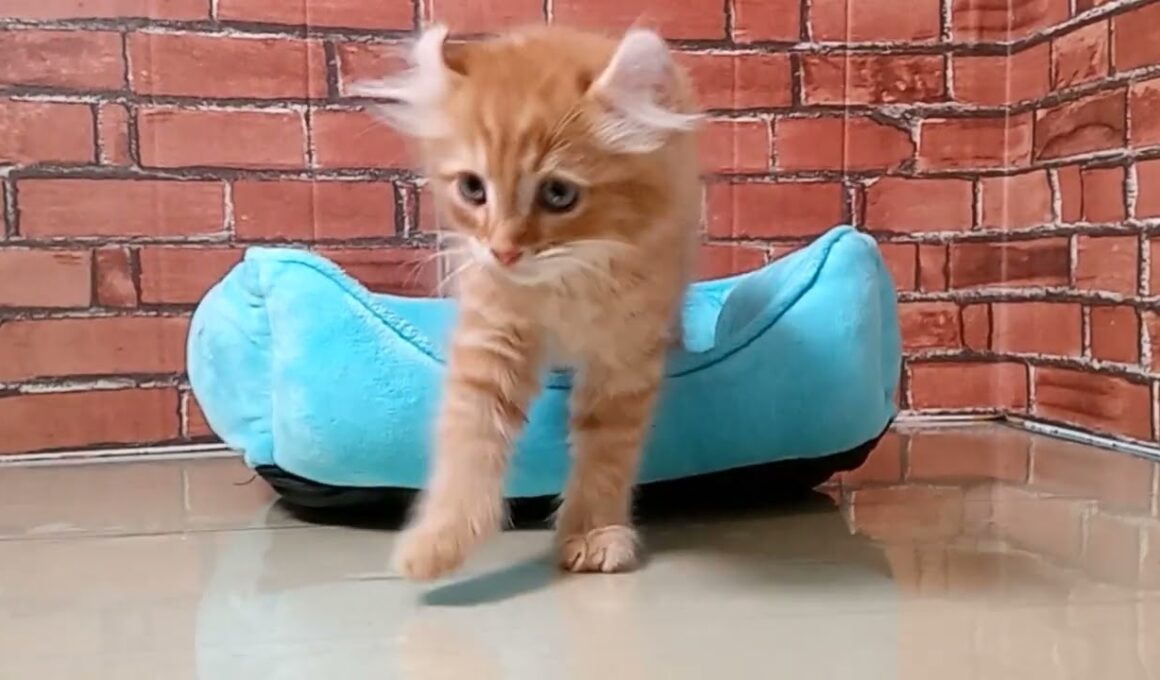 699534 アメリカンカール