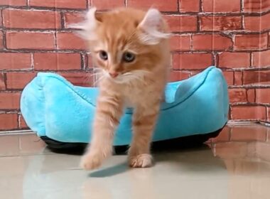 699534 アメリカンカール