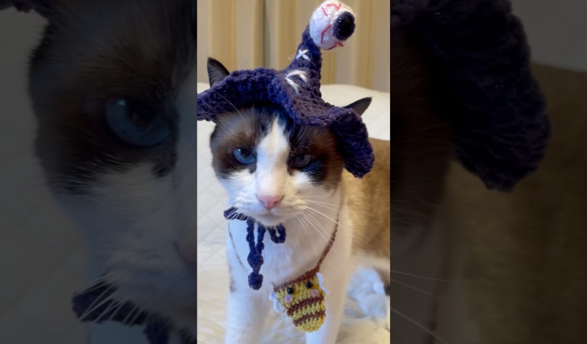 頭の上の目ん玉が重いんですにゃ！ #猫のいる暮らし #halloween2025 #shorts