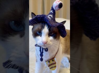 頭の上の目ん玉が重いんですにゃ！ #猫のいる暮らし #halloween2025 #shorts
