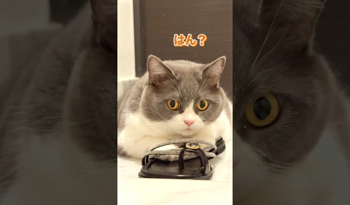 うまうまいぇい #お出迎え猫 #ブリティッシュショートヘア #私のお気に入り