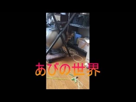 ネコ動画あび＃5321　あびの毎日　アビシニアン　あび