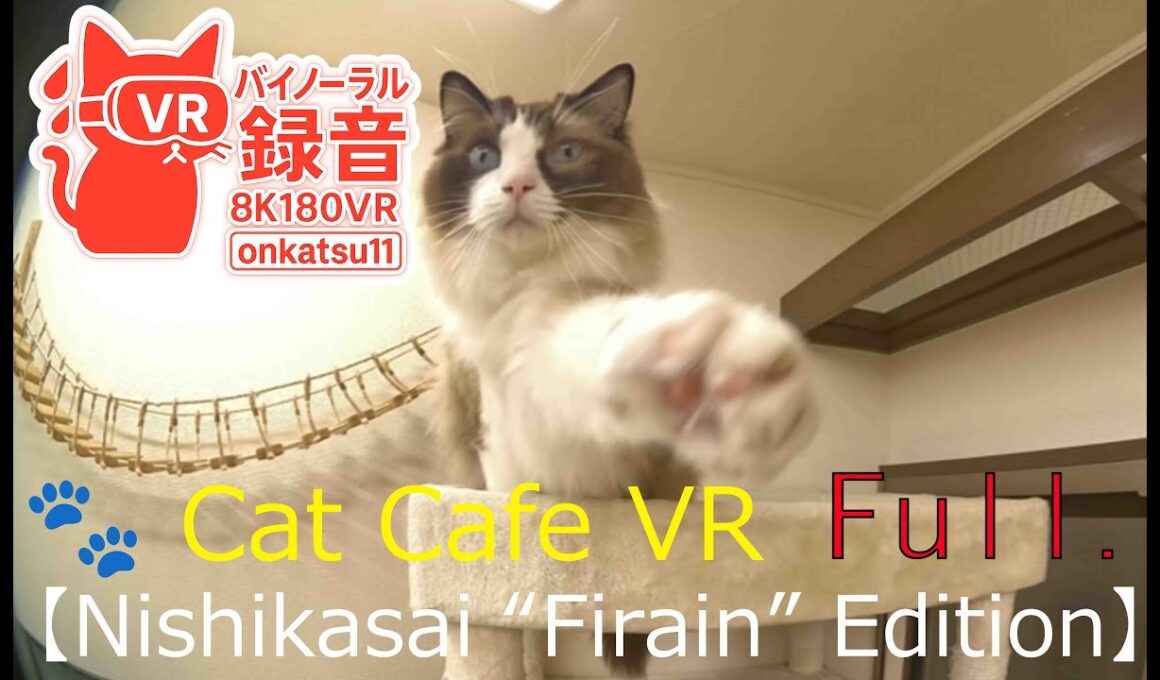 🐾 [8K VR180 & Binaural Audio | Cat Cafe VR — Nishikasai “Firain” Edition]Final Chapter‼