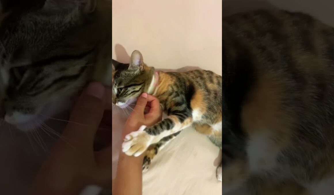 #cat #cute #kitten #pets #catlovers #india #catlovers