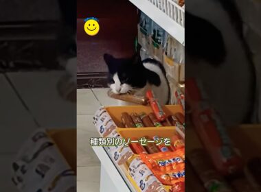 ソーセージ泥棒の猫が家族に⁉️