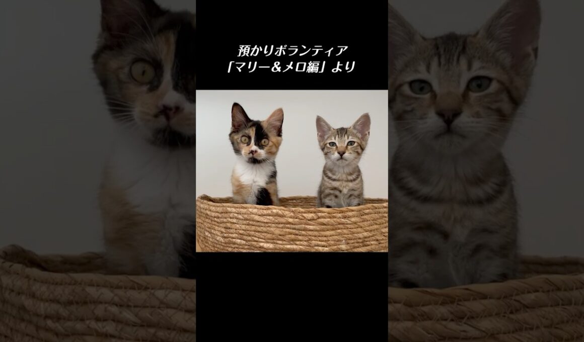 幸せを掴んだはずの保護子猫に再び厳しい試練が訪れてしまった ／ #猫 #子猫 #保護猫