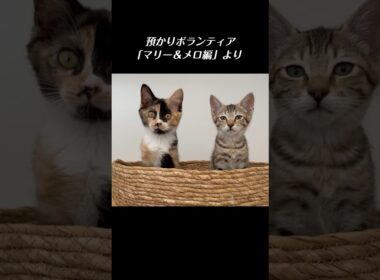 幸せを掴んだはずの保護子猫に再び厳しい試練が訪れてしまった ／ #猫 #子猫 #保護猫