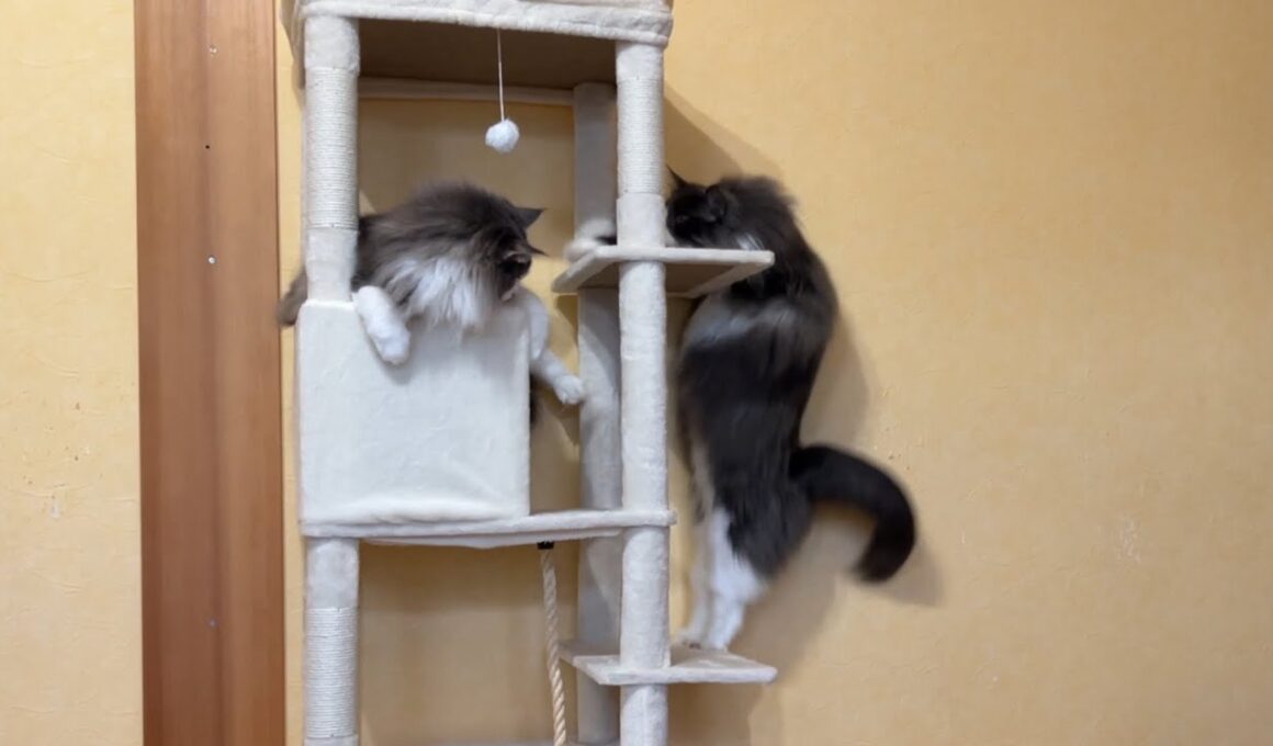 【マッチョ猫】てっぺんを取るのは誰にゃ！？ノルウェージャンフォレストキャットとターキッシュアンゴラ