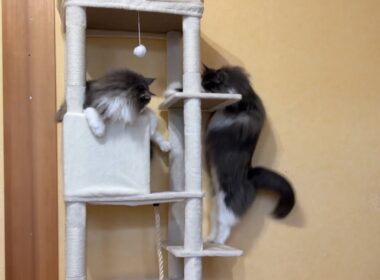 【マッチョ猫】てっぺんを取るのは誰にゃ！？ノルウェージャンフォレストキャットとターキッシュアンゴラ