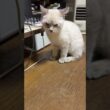 サッカー。シャムの子ネコ雫。ゴールキーパー黒猫の子ネコ黒夢に、一気に、ゴールを決める。その後は、自由気ままに