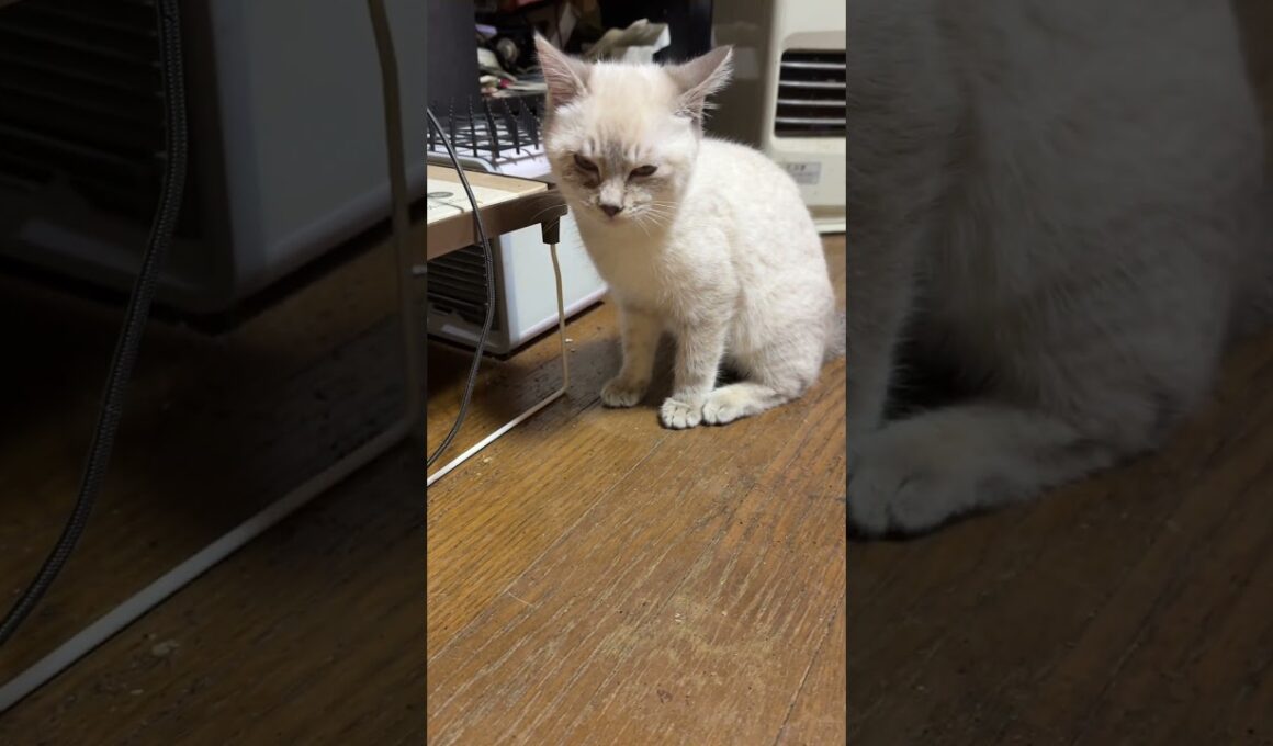 サッカー。シャムの子ネコ雫。ゴールキーパー黒猫の子ネコ黒夢に、一気に、ゴールを決める。その後は、自由気ままに