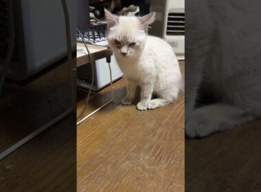 サッカー。シャムの子ネコ雫。ゴールキーパー黒猫の子ネコ黒夢に、一気に、ゴールを決める。その後は、自由気ままに