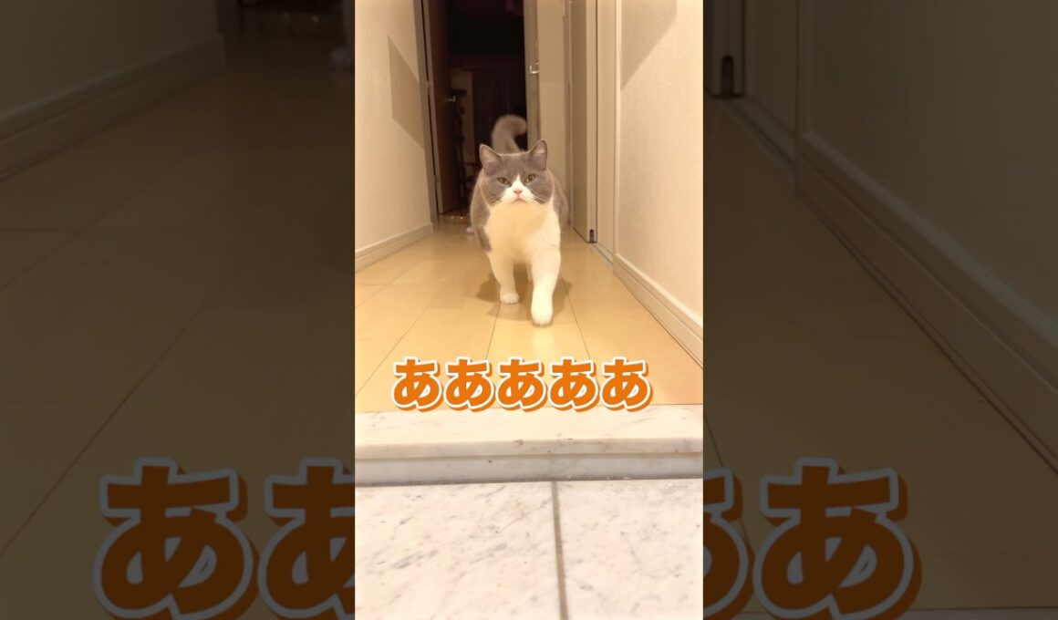 帰宅後やること #お出迎え猫 #ブリティッシュショートヘア #ルーティン