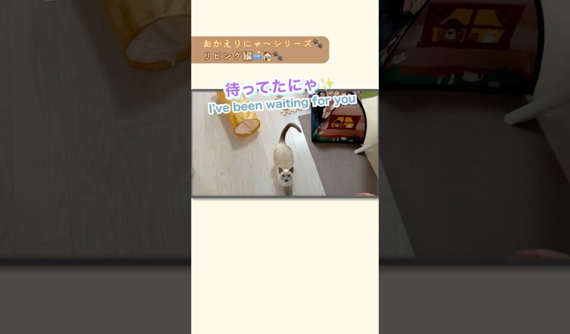 おかえりにゃ〜💛ジャンプ抱っこで甘えタイム🐾リビング編【猫 トンキニーズ】Welcome home💛Sweet jump hugs🐾 #おかえりにゃ〜 #ジャンプ抱っこ #猫動画