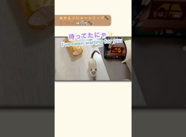おかえりにゃ〜💛ジャンプ抱っこで甘えタイム🐾リビング編【猫 トンキニーズ】Welcome home💛Sweet jump hugs🐾 #おかえりにゃ〜 #ジャンプ抱っこ #猫動画
