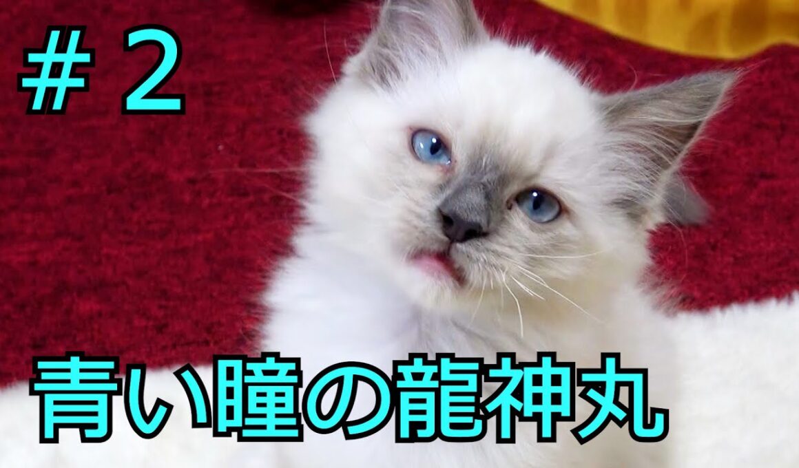 【#２】生後２か月の子猫を迎えた２日目
