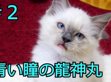 【#２】生後２か月の子猫を迎えた２日目
