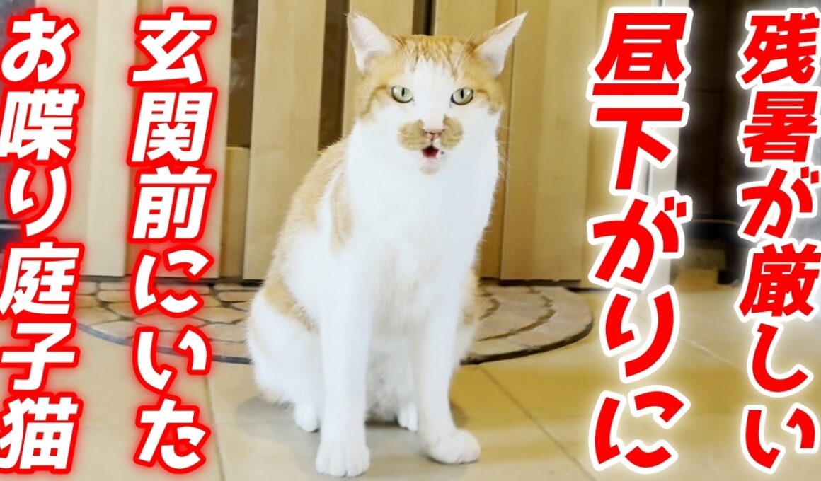 玄関前にいた庭子猫を家の中に招き入れたら超喋ってくれました…笑[三毛母猫の子猫]