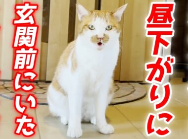 玄関前にいた庭子猫を家の中に招き入れたら超喋ってくれました…笑[三毛母猫の子猫]